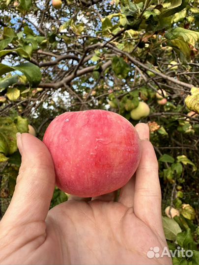 Яблоки 50 р кг