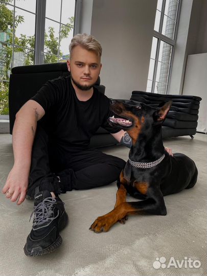 Доберман для фотосессии