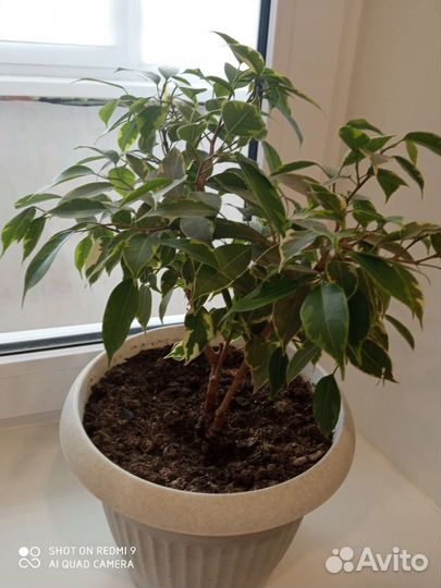 Фикус бенджамина