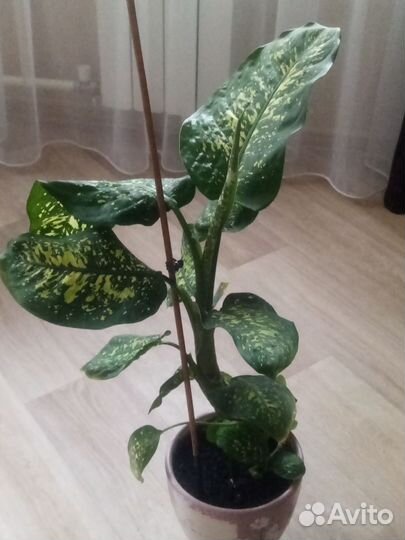 Монстера, диффимбахия