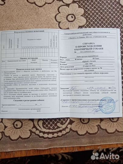 Русско европейская лайка