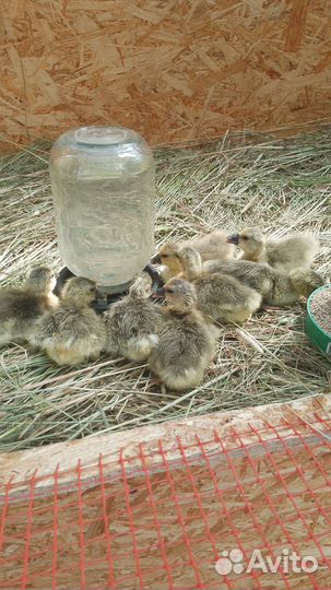 Гусята крупные серые
