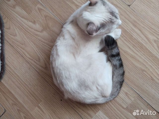 Кошка