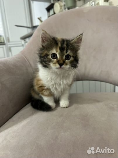 Котенок в добрые руки