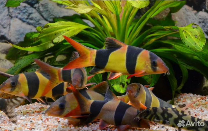 Боция клоун