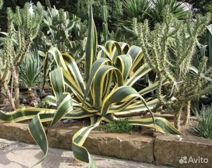 Мексиканская агава