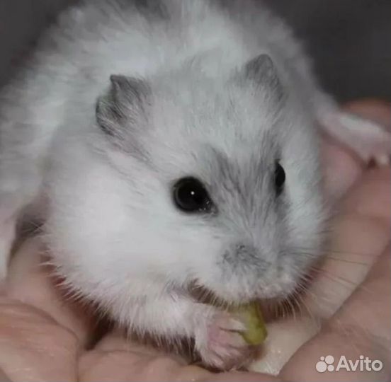 Джунгарский хомяк белый