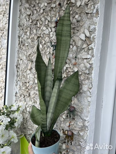 Сансевиерия муншайн