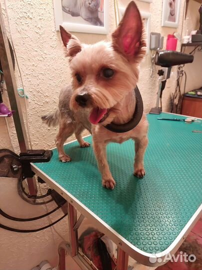 Груминг, стрижка, вычесывание,кошек/собак