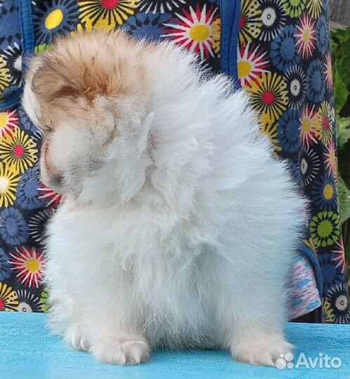 Помераночка