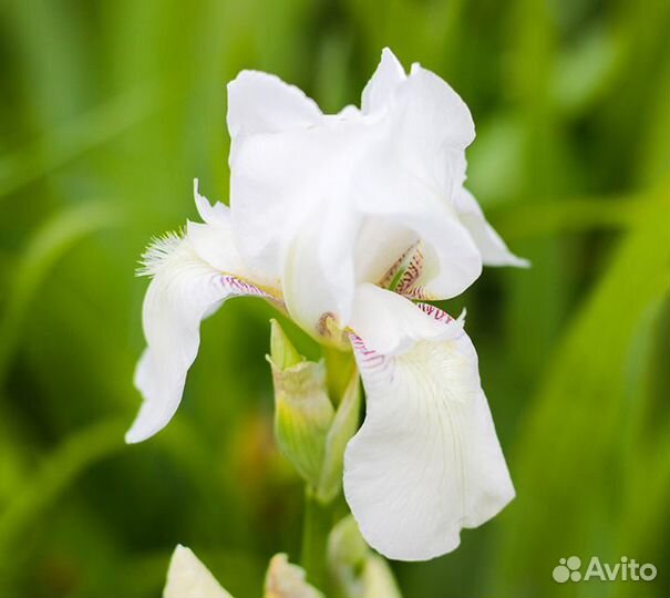 Ирисы японские, незабудки, маргаритки