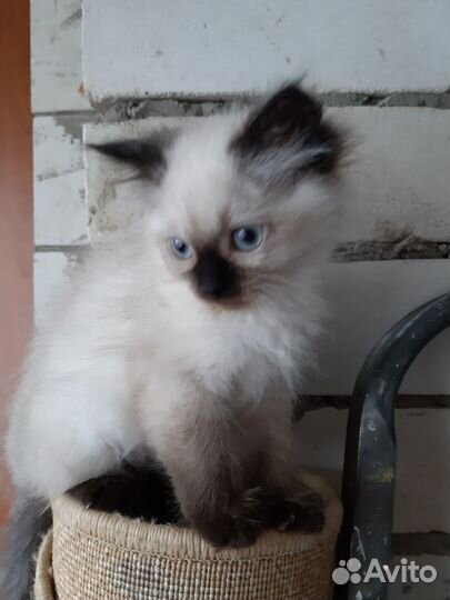 Невские маскарадные котята