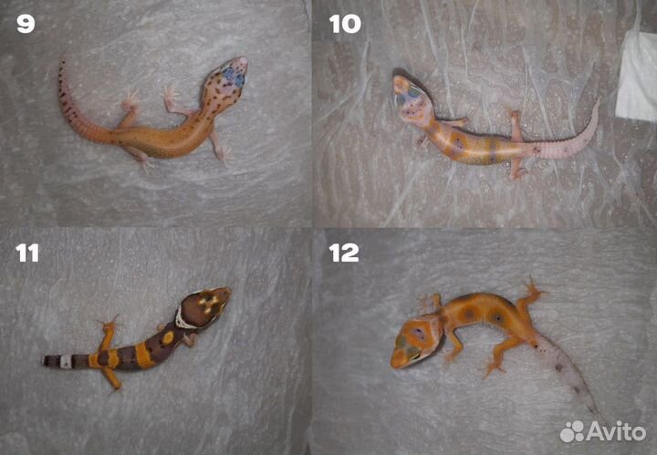 Ящерицы Гекконы Эублефары