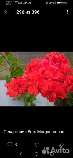 Пеларгония сортовая набором и срезы