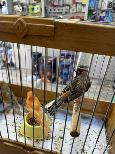 Кенар поющий