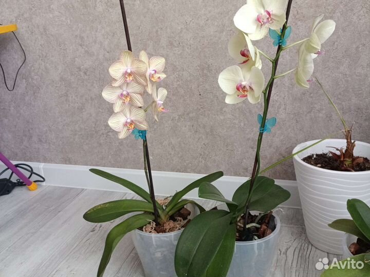 Орхидея