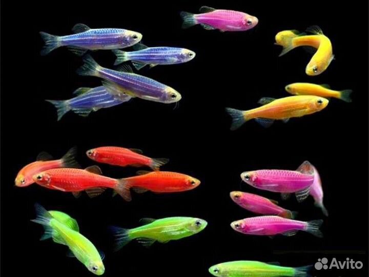 Данио. Светящиеся рыбки. Растения. Аквариум. Фон