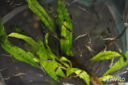 Гуппи Эндлера