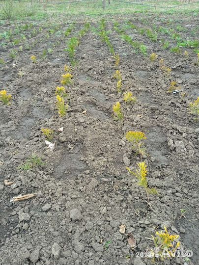 Черенки хвойных растений