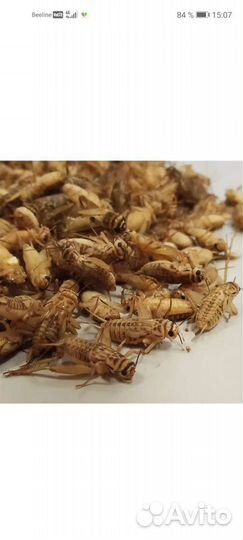 Сверчок заморозка, Зофобас, тараканы