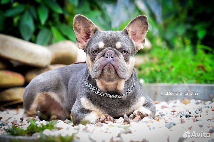 Французский бульдог лиловый