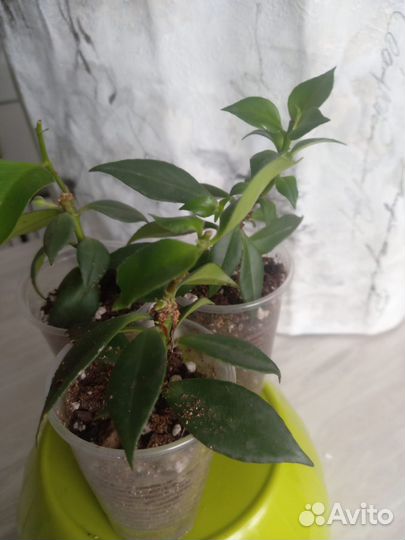 Эсхинантус оранжевый