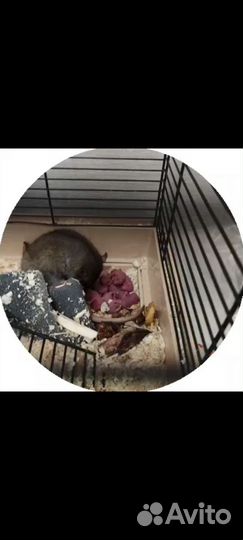 Продаю крыс