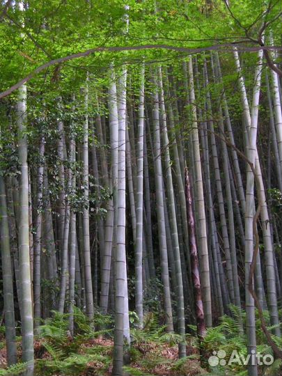 Бамбук 