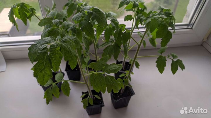 Рассада помидоров томатов 35 см