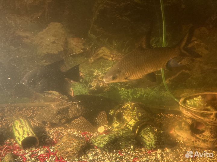 Аквариумные Балу, скалярия, парчовый сом