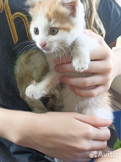 Котята в добрые руки бесплатно