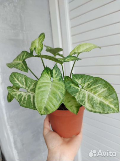 Комнатные цветы суккуленты, сингониумы