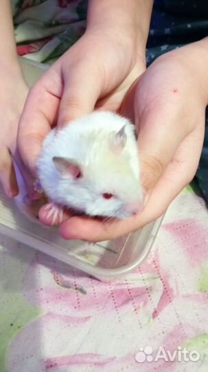 Сирийский хомяк