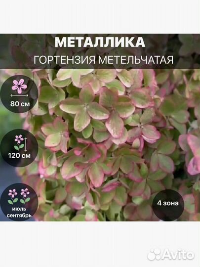 Гортензия металлика