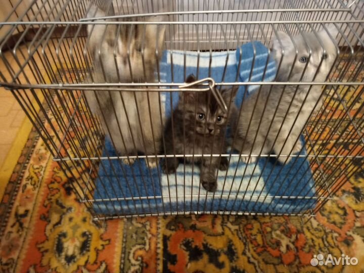 Отдам в добрые руки котят