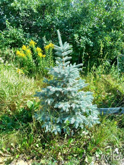 Ель голубая