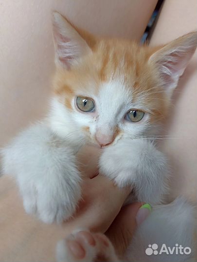 Рыжий котенок в добрые руки