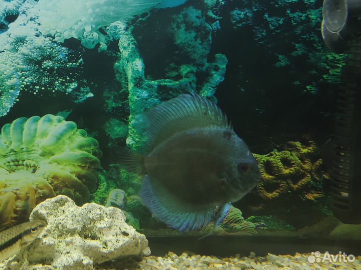 Аквариумные рыбки