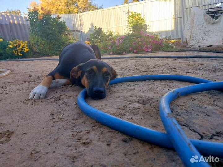 Собака в добрые руки отдам бесплатно