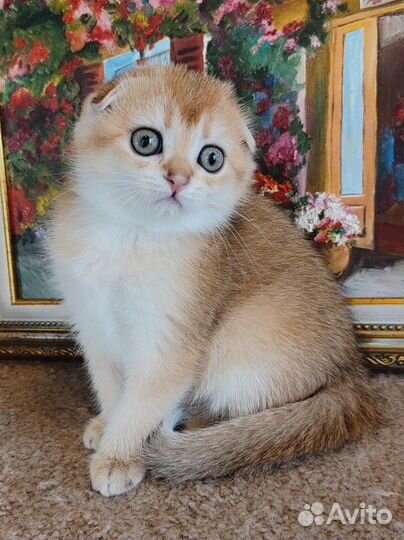 Шотландская золотая шиншилла