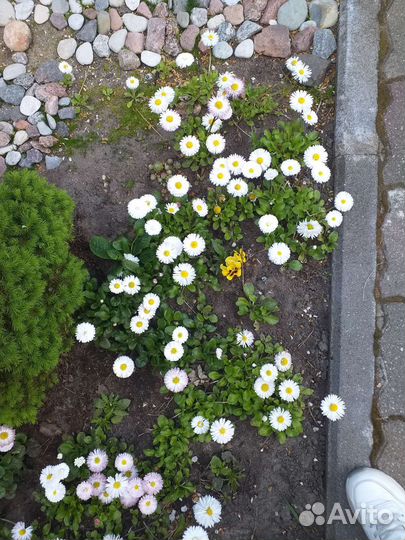 Маргаритки