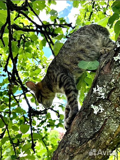 Котенок Европейский девочка