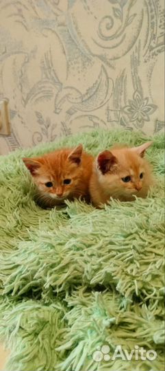 Рыжики в самые надёжные руки