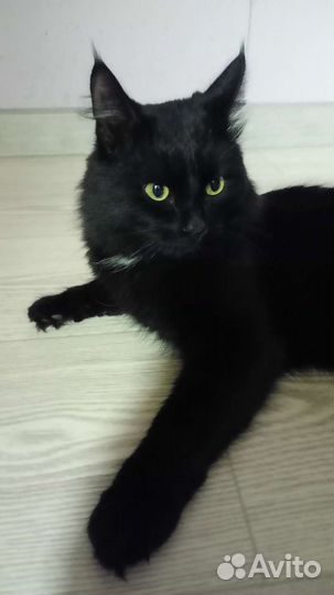 Кот