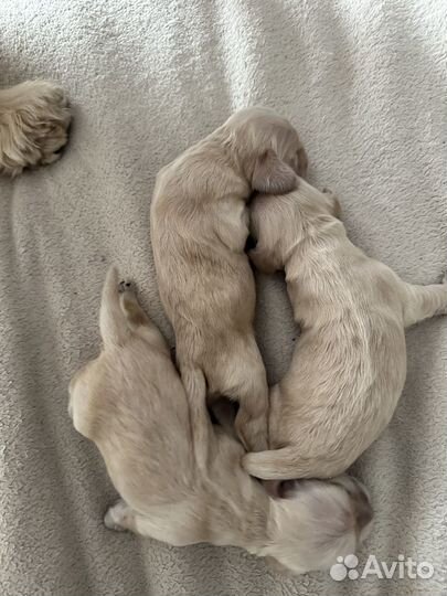 Кокер спаниель