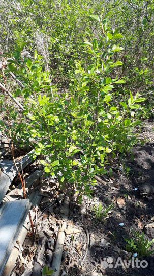 Вишня Владимирская