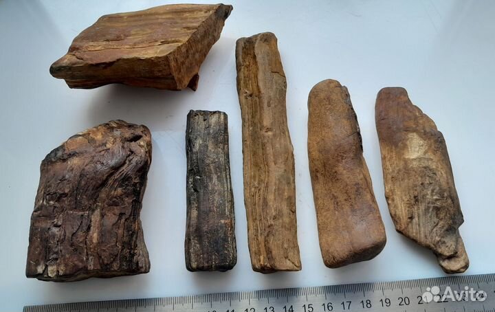 Окаменелое дерево