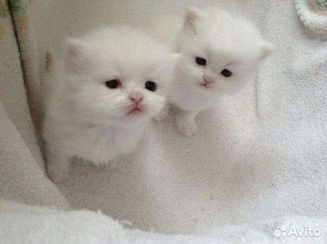 Турецкий Ван красивейший белый малыш