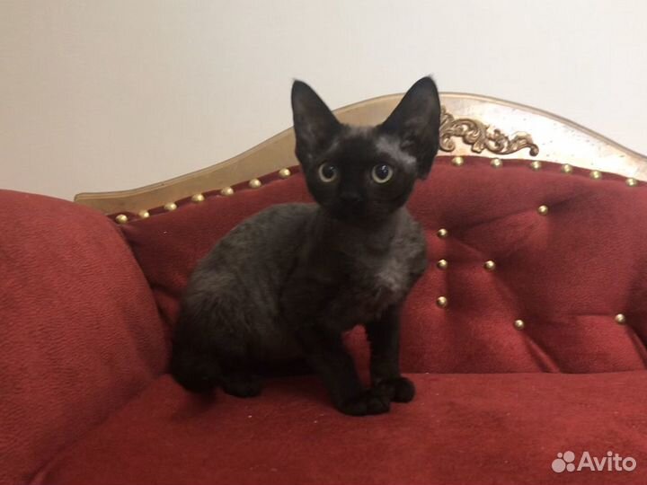 Девон рекс черная Багира