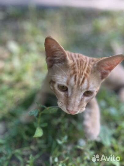 Котенок рыжий подросток